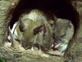 Not the usual mice