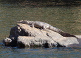 0493: Freshwater Crocodile