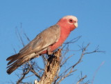 0726: One galah