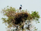 0292: Jabiru stork on nest