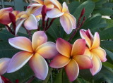 1056: Frangipani outside our lunch stop