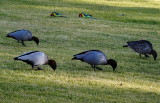 Wood ducks and rosellas