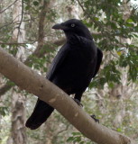 Young raven