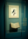 Notes about Australian birds from Cooks visit 