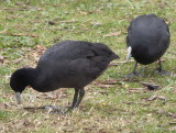 A couple of coots