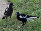 Magpies – mother and juvenile: 1