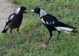 Magpies – mother and juvenile: 3