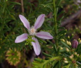 Philotheca salsolifolia