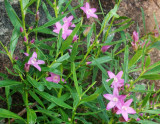 Eriostemon australasius