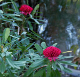  Waratahs