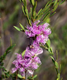  Melaleuca thymifolia