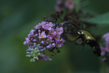 Hummingbird Moth - IMG_5608_2.jpg