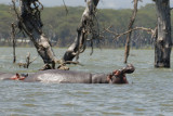 Hippopotame amphibie et Grand Cormoran - Hippopotamus and Great Cormorant