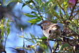 Moineau roux - Rufous Sparrow