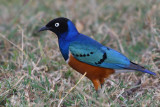 Choucador superbe - Superb Starling