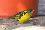 Tisserin baglafecht - Baglafecht Weaver