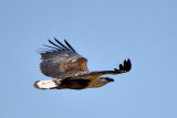 Pygargue vocifer - African Fish-Eagle