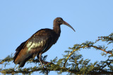 Ibis hagedash - Hadada Ibis