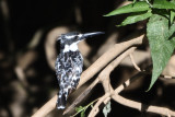 Martin-pcheur pie - Pied Kingfisher