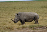 Rhinocros blanc - White Rhinocerus