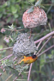 Tisserin  dos dor - Golden-backed Weaver