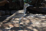 Oedicnme vermicul - Water Thick-knee