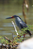 Hron strie - Striated Heron