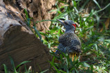 Pic de Nubie - Nubian Woodpecker