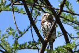 Chevchette perle - Pearl-spotted Owl