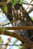 Petit-duc africain - African Scops-Owl