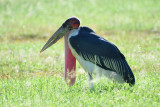 Marabout dAfrique - Marabou Stork