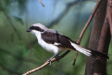 Pie-griche  dos gris - Gray-backed Fiscal