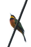 Gupier montagnard - Cinnamon-chested Bee-eater