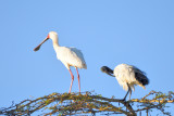 Spatule dAfrique et Ibis sacr - African Spoonbill and Sacred Ibis