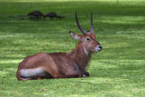 Antilope sing-sing - Waterbuck