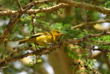 Loriot dor - African Golden Oriole