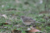 Gobemouche ple - African Gray Flycatcher