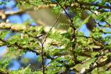 chenilleur  paulettes jaune, Black Cuckoo-Shrike