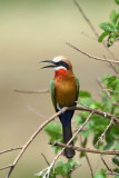 Gupier  front blanc - White-fronted Bee-eater