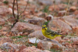 Serin du Mozambique - Yellow-fronted Canary