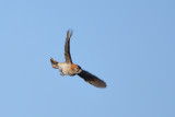 Sporopipe quadrill - Speckle-fronted Weaver