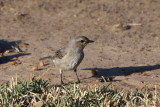 Gobemouche ple - Pale Flycatcher