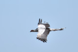 Messager sagitaire - Secretary-bird