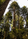 Redwood  California (2006 & 2017) 
