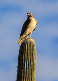 Red Tailed Hawk along the Bajada Loop Drive in Saguaro National Park