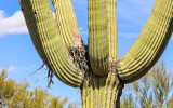 Hawks nest in the arms of a Saguaro along the Wren-Manville Trail in Saguaro National Park