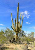 Giant Saguaro along the Wren-Manville Trail in Saguaro National Park