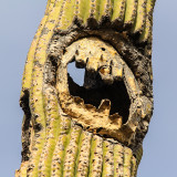Hollowed out Saguaro along the Sendero Esperanza Trail in Saguaro National Park