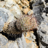 Small Hedgehog cactus growing from a rock along the King Canyon Trail in Saguaro National Park