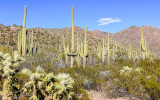 Saguaro forest in the Tucson Mountains along the King Canyon Trail in Saguaro National Park
